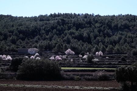 Almond trees blossom in terraced scenic landscape in Alicante, Spain.の写真素材