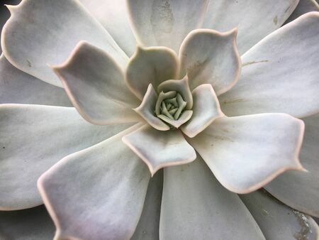 Natural background cactus succulent plant -3.の写真素材