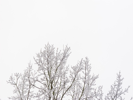 White snow is slightly on branchesの写真素材