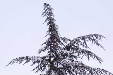 White snow is slightly on branchesの写真素材