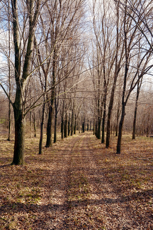 Path through the forest.の写真素材