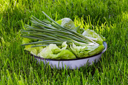 Fresh vegetables in s bowl on grassの写真素材