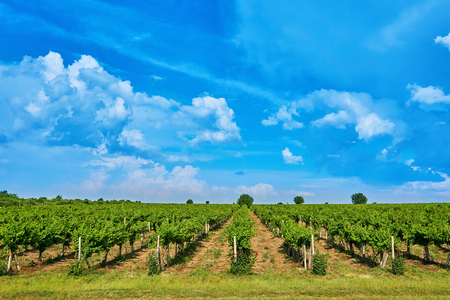 Bright sunny day Vineyard over hill with beautiful blue sky with cloudsの写真素材
