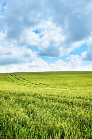 Bright sunny summer day large clouds over green field of young wheatの素材 [FY310128479469]