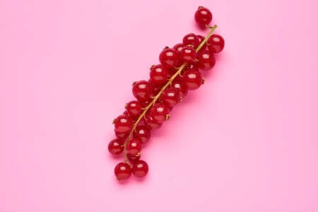 Creative layout made of red currant on colorful background. Flat lay. Food concept.