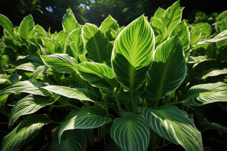 Lush foliage of green hosta plants thrives in tropical gardens, creating a vibrant and refreshing...