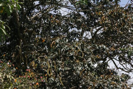 leafy tree background full of fruits ready for harvest, ever greenの写真素材