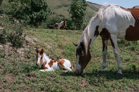 Mare and foal, mother and son pinto horses, sunny dayの写真素材