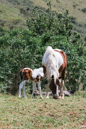 Mare and foal, mother and son pinto horses, sunny dayの写真素材