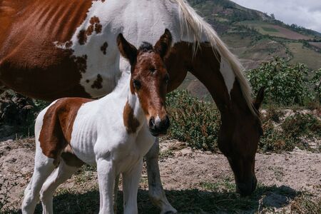 Mare and foal, mother and son pinto horses, sunny dayの写真素材