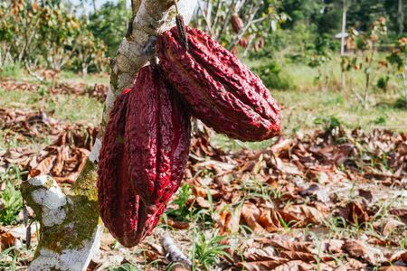 cocoa plantation, cocoa pod, cocoa plant, in the amazon, tropical climate, chocolateの写真素材