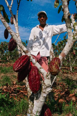 farmer man in cocoa plantation, tending and harvesting, Ecuadorian cocoaの写真素材