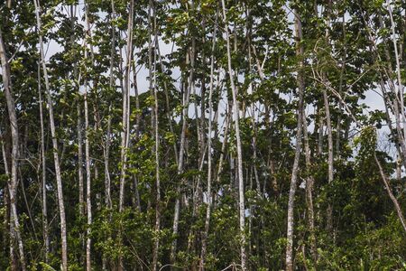 tropical trees, green and white background, vegetation of the Amazon, Ecuadorの写真素材