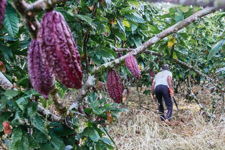 farmer old man in cocoa plantation, tending and harvesting, Ecuadorian cocoaの写真素材
