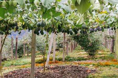 granadilla, passiflora crops, fruits hanging from the trellis, still green fruit