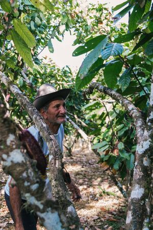 farmer old man in cocoa plantation, tending and harvesting, Ecuadorian cocoaの写真素材