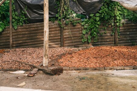 cocoa beans in natural drying process with the sun, ecuador