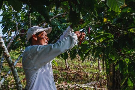 farmer man in cocoa plantation, tending and harvesting, Ecuadorian cocoaの写真素材