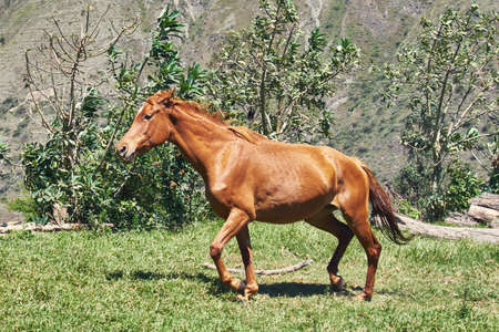 Horse grazing on green pasture, sunny day rural scene
