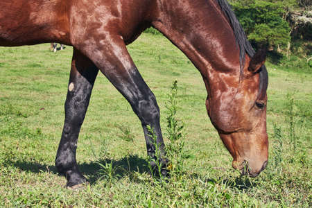 Horse grazing on green pasture, sunny day rural sceneの写真素材