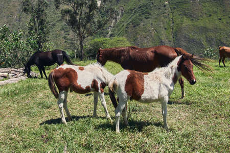 Horses and foals grazing on green pasture, sunny dayの写真素材