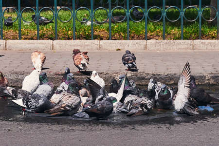 city pigeons taking a bath in a street pothole filled with rain water, sunny dayの写真素材