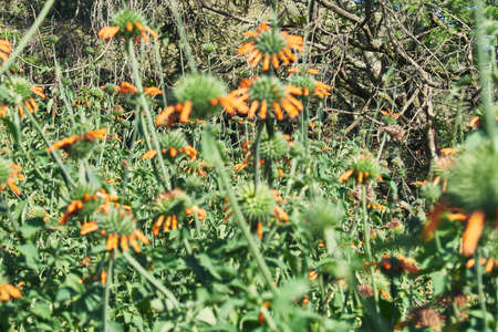 green plants with red flowers and thorns, backgroundの写真素材