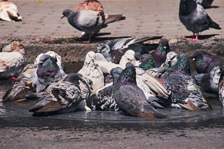 city pigeons taking a bath in a street pothole filled with rain water, sunny day