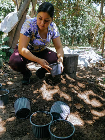 woman preparing containers for sowing seeds, sunny day