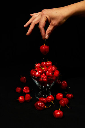 Hands holding red hot chili habanero peppersの写真素材