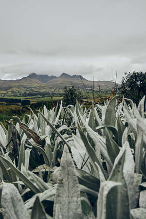 Ecuadorian Andean mountains showing paramo type vegetationの写真素材