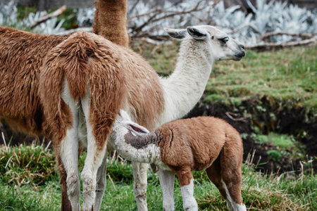 Llamas Alpaca in Andes Mountains, South Americaの写真素材