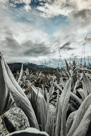 Ecuadorian Andean mountains showing paramo type vegetationの写真素材