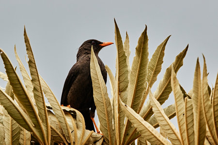 Mirlo looking for food on a thatched roof.の写真素材