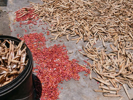 bean pods A pile of dry harvested bean pods prepared for processing.の写真素材