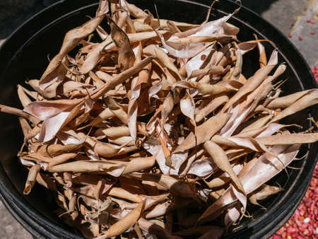 bean pods A pile of dry harvested bean pods prepared for processing.の写真素材