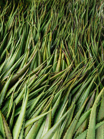 Aloe Vera fresh leaf , natural background in farm garden, Plantation. Aloe Vera for ingredient cosmetics, farmerの写真素材