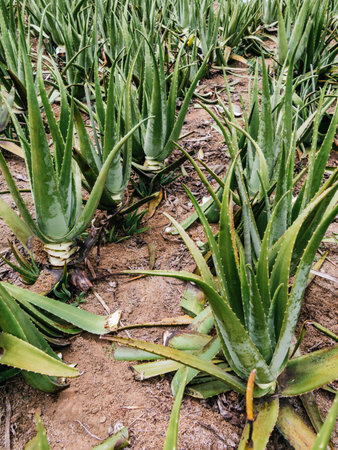 Aloe Vera fresh leaf , natural background in farm garden, Plantation. Aloe Vera for ingredient cosmetics, farmerの写真素材