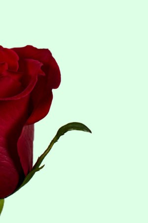 Valentine's Day. Flowers composition. Round frame made of rose flowers, confetti on white background. Valentines day background. Flat lay, top view, copy space.の写真素材