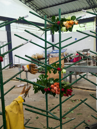 Perspective view of greenhouse with red roses inside. Plantation roses growing inside in a greenhouseの写真素材