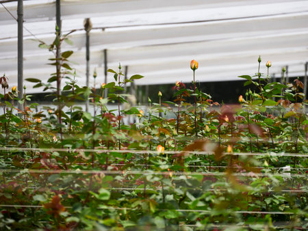 Perspective view of greenhouse with red roses inside. Plantation roses growing inside in a greenhouseの写真素材