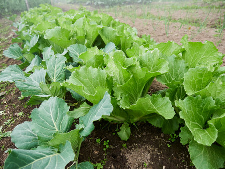 Rural Agriculture: A Look at the vegetables Farm Industryの写真素材