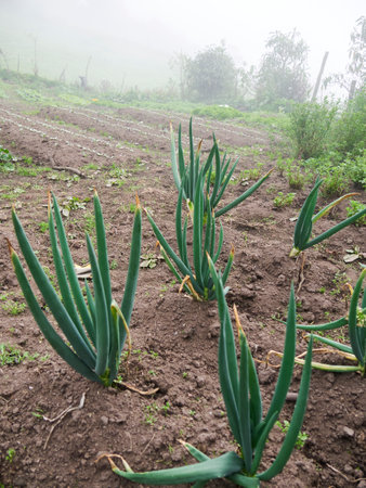 Rural Agriculture: A Look at the vegetables Farm Industryの写真素材