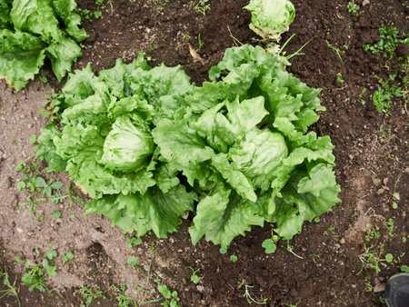 Rural Agriculture: A Look at the vegetables Farm Industryの写真素材