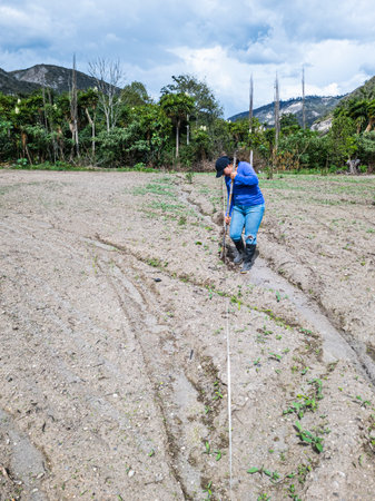 Women Tilling the land Nature in Growth, agriculture fertile groundの写真素材