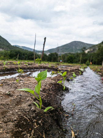 Tilling the land Nature in Growth, agriculture fertile groundの写真素材