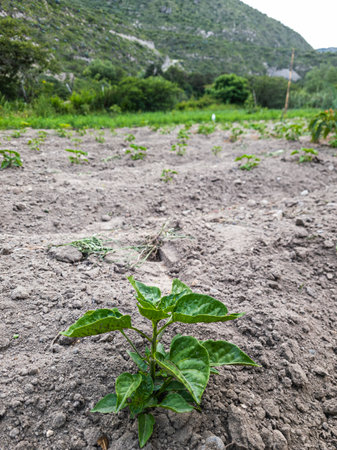 Tilling the land Nature in Growth, agriculture fertile groundの写真素材