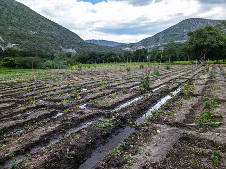 Tilling the land Nature in Growth, agriculture fertile groundの写真素材
