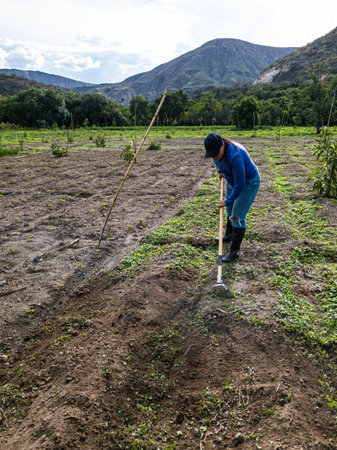 Women Tilling the land Nature in Growth, agriculture fertile groundの写真素材