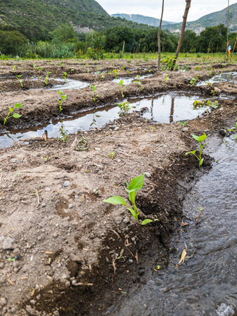 Tilling the land Nature in Growth, agriculture fertile groundの写真素材